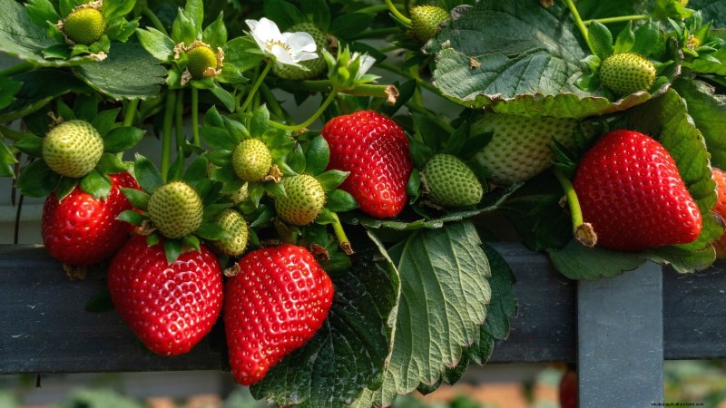 Best Strawberry Varieties for Home Gardens: A Comprehensive Guide