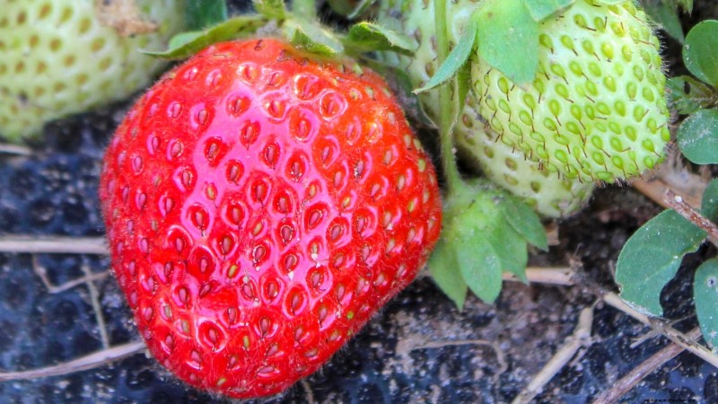 Best Strawberry Varieties for Home Gardens: A Comprehensive Guide