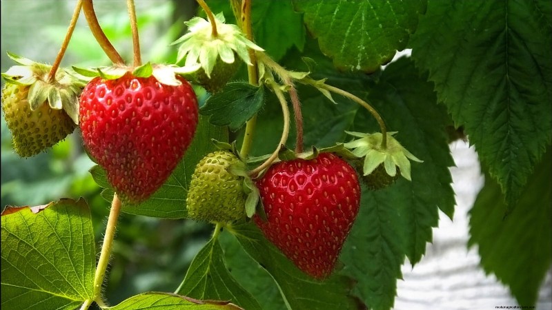 Best Strawberry Varieties for Home Gardens: A Comprehensive Guide