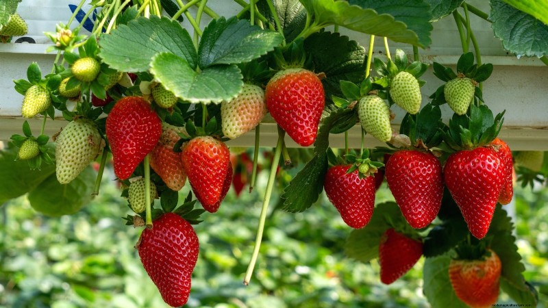 Best Strawberry Varieties for Home Gardens: A Comprehensive Guide