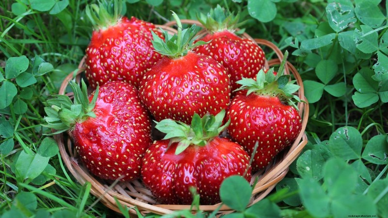 Best Strawberry Varieties for Home Gardens: A Comprehensive Guide