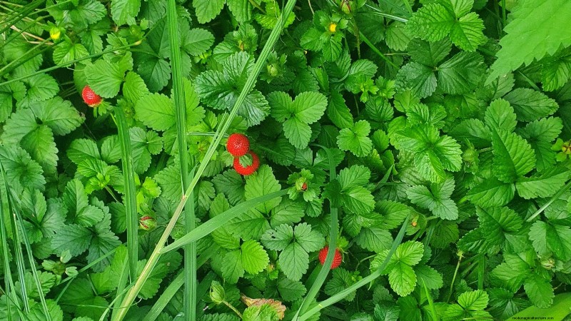Best Strawberry Varieties for Home Gardens: A Comprehensive Guide