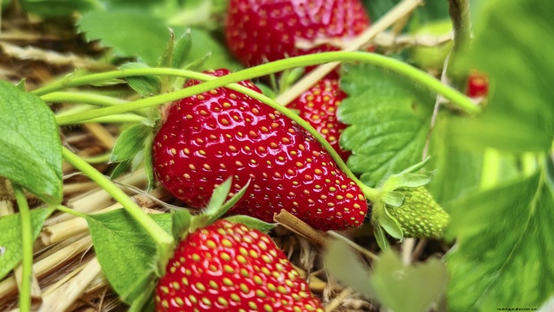 Best Strawberry Varieties for Home Gardens: A Comprehensive Guide