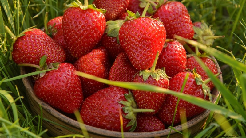 Best Strawberry Varieties for Home Gardens: A Comprehensive Guide