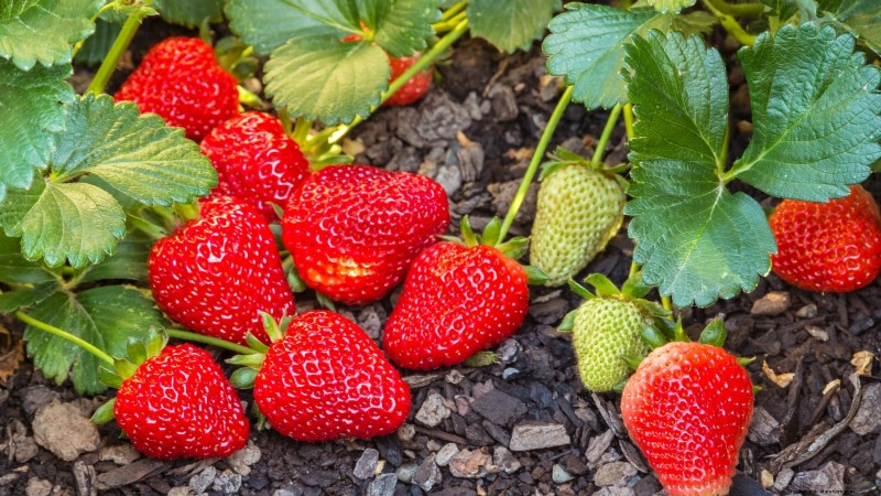 Best Strawberry Varieties for Home Gardens: A Comprehensive Guide