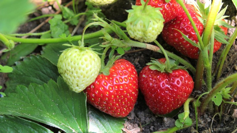 Best Strawberry Varieties for Home Gardens: A Comprehensive Guide