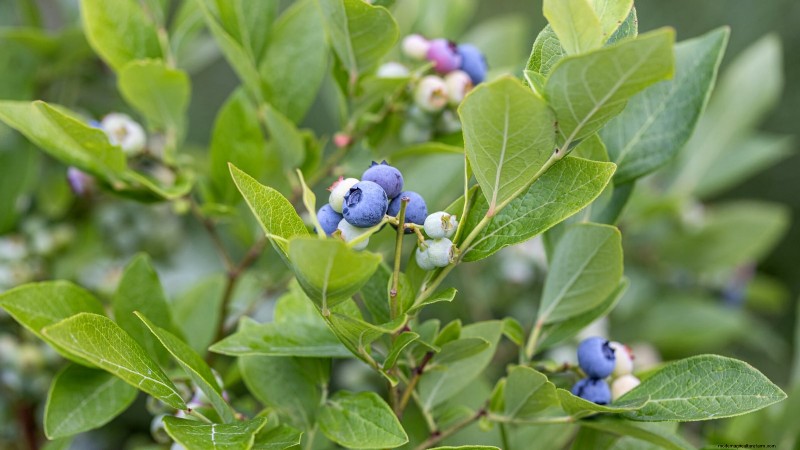 Thornless Berry Varieties: 13 Best Choices for Easy Harvesting