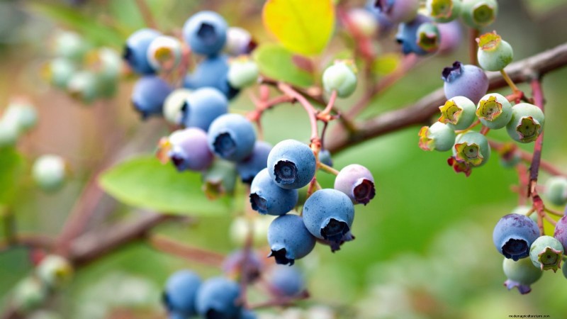 Thornless Berry Varieties: 13 Best Choices for Easy Harvesting