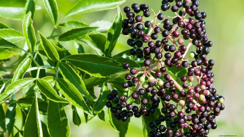 Thornless Berry Varieties: 13 Best Choices for Easy Harvesting