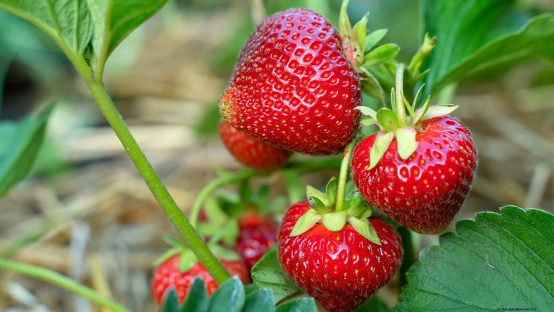 Thornless Berry Varieties: 13 Best Choices for Easy Harvesting