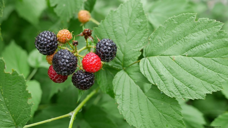 Thornless Berry Varieties: 13 Best Choices for Easy Harvesting