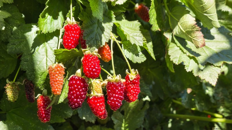 Thornless Berry Varieties: 13 Best Choices for Easy Harvesting