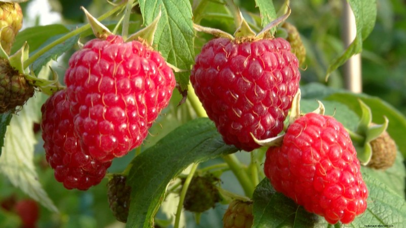 Thornless Berry Varieties: 13 Best Choices for Easy Harvesting