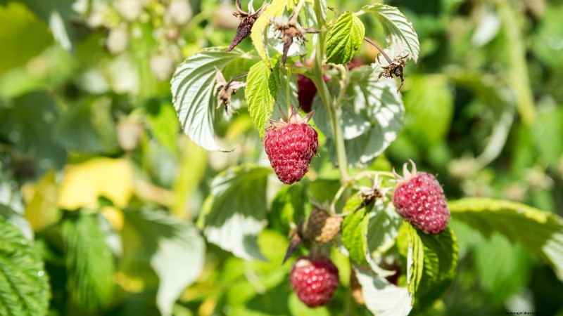 Thornless Berry Varieties: 13 Best Choices for Easy Harvesting
