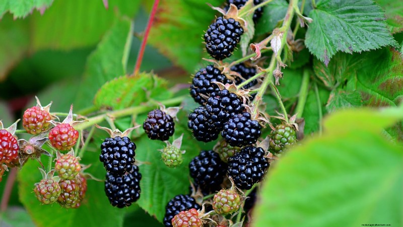 Thornless Berry Varieties: 13 Best Choices for Easy Harvesting