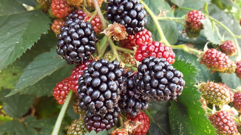 Thornless Berry Varieties: 13 Best Choices for Easy Harvesting