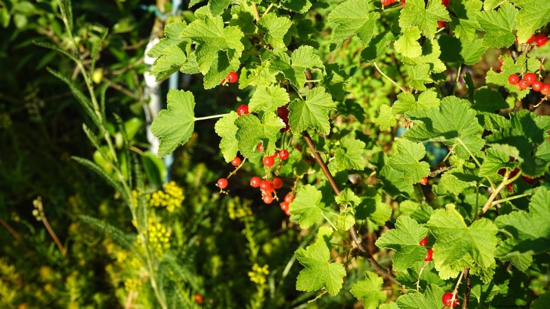 Thornless Berry Varieties: 13 Best Choices for Easy Harvesting