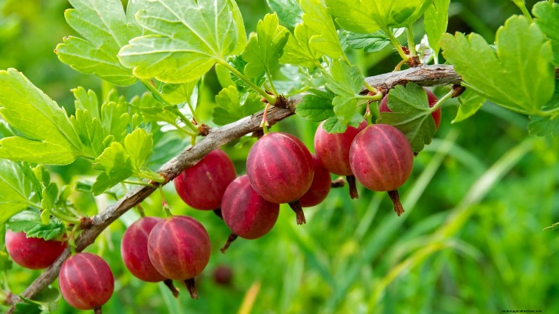 Thornless Berry Varieties: 13 Best Choices for Easy Harvesting
