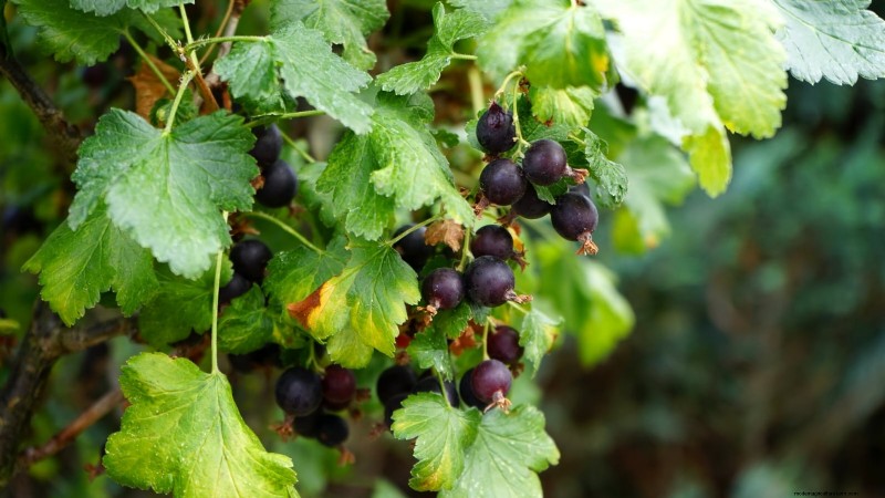 Thornless Berry Varieties: 13 Best Choices for Easy Harvesting
