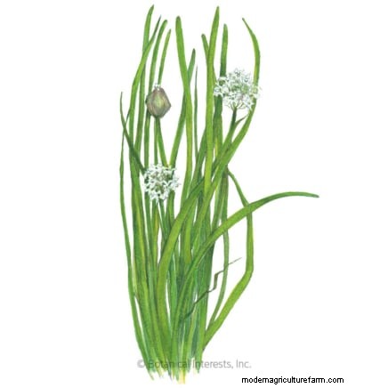37 Best Perennial Herbs for a Thriving Garden