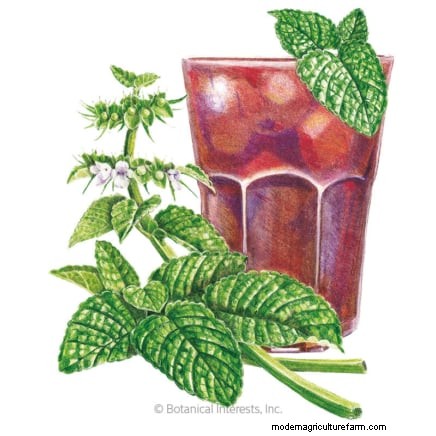 37 Best Perennial Herbs for a Thriving Garden