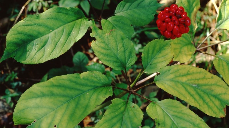 37 Best Perennial Herbs for a Thriving Garden