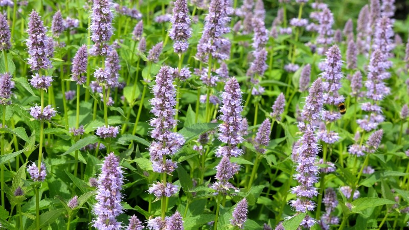 37 Best Perennial Herbs for a Thriving Garden