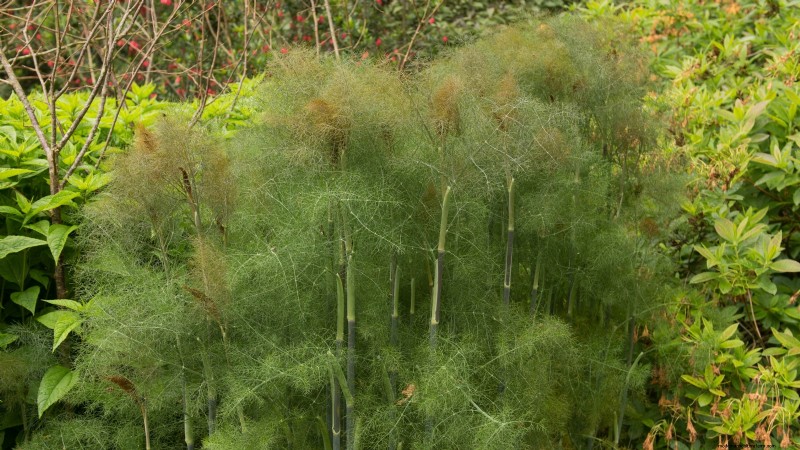 37 Best Perennial Herbs for a Thriving Garden