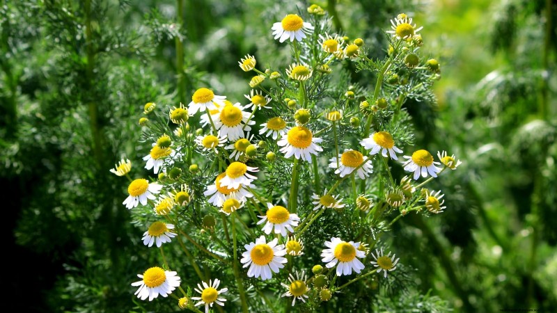 37 Best Perennial Herbs for a Thriving Garden