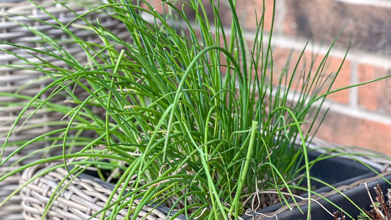 37 Best Perennial Herbs for a Thriving Garden