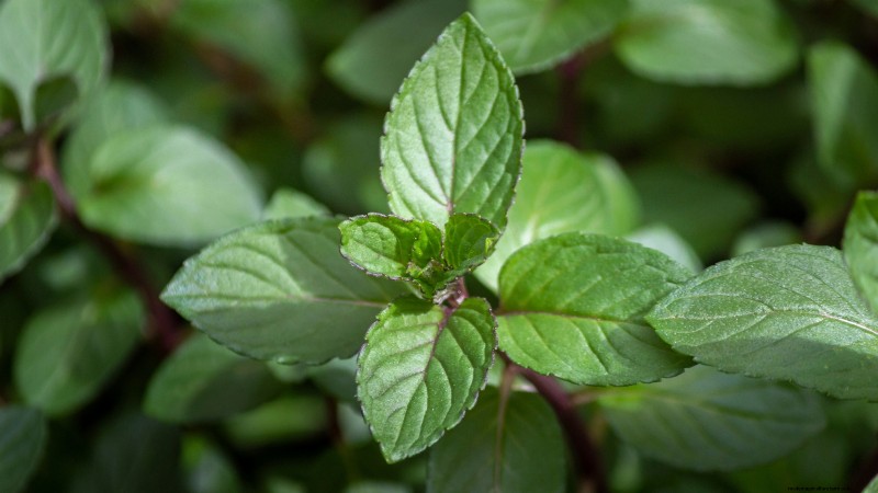 37 Best Perennial Herbs for a Thriving Garden