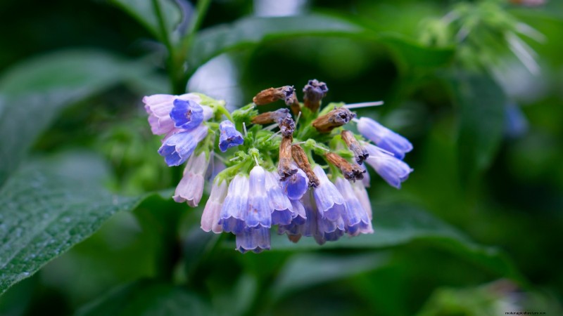 37 Best Perennial Herbs for a Thriving Garden