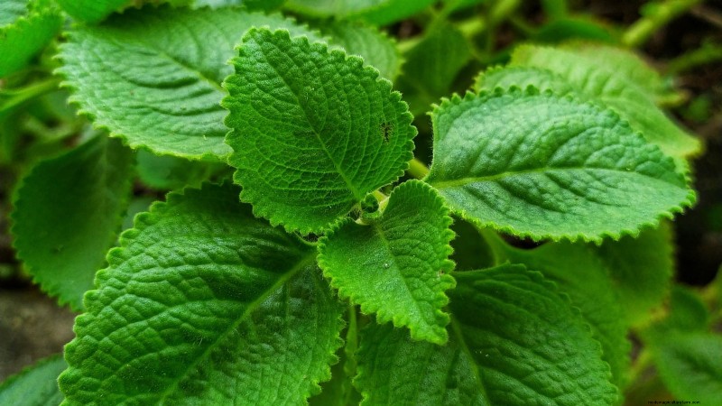 37 Best Perennial Herbs for a Thriving Garden