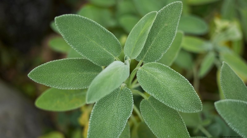 37 Best Perennial Herbs for a Thriving Garden