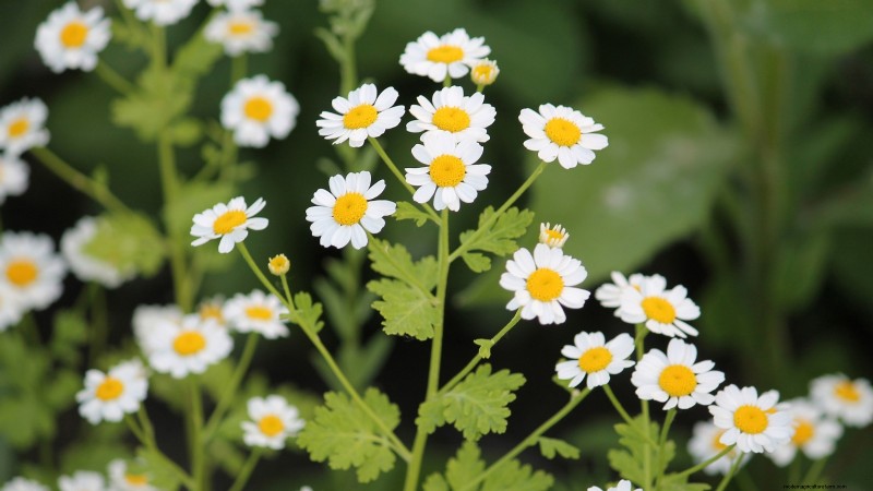 37 Best Perennial Herbs for a Thriving Garden