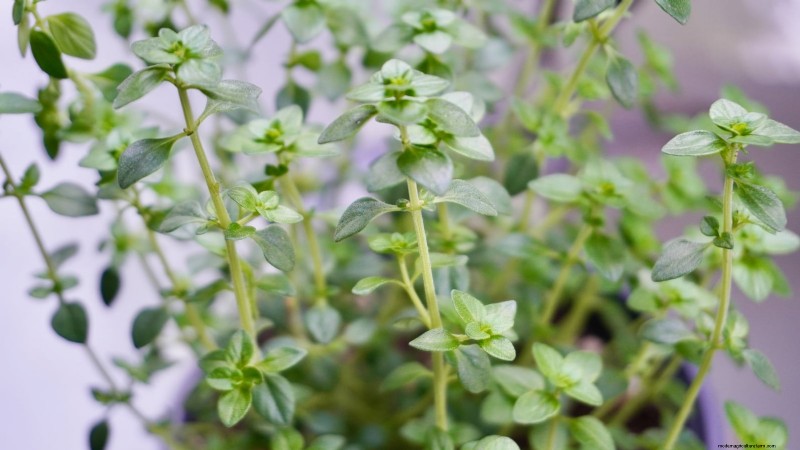 37 Best Perennial Herbs for a Thriving Garden