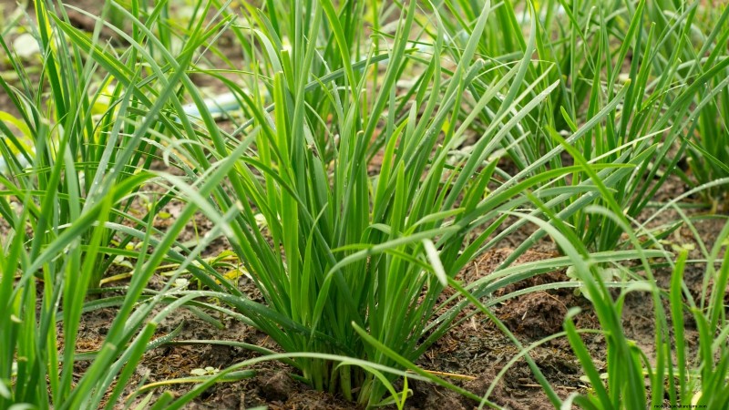 37 Best Perennial Herbs for a Thriving Garden