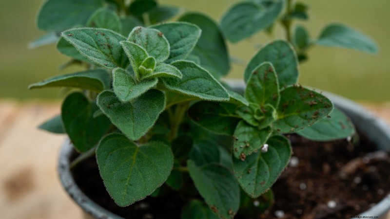 37 Best Perennial Herbs for a Thriving Garden