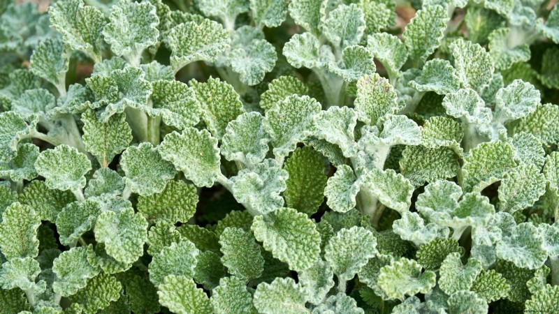 37 Best Perennial Herbs for a Thriving Garden
