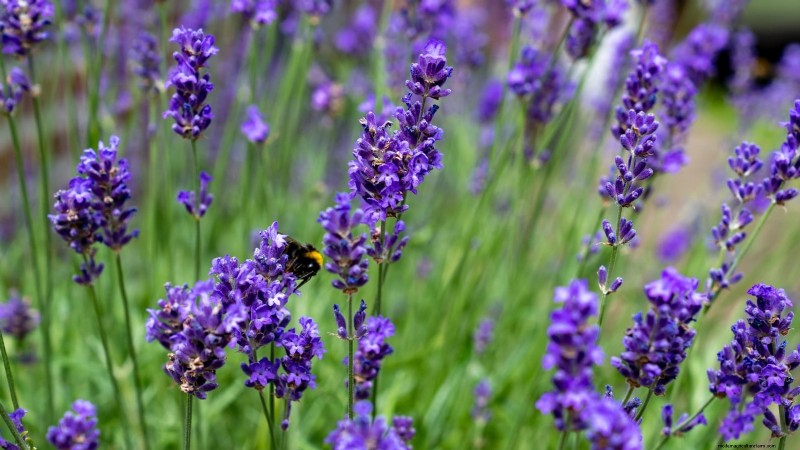 37 Best Perennial Herbs for a Thriving Garden