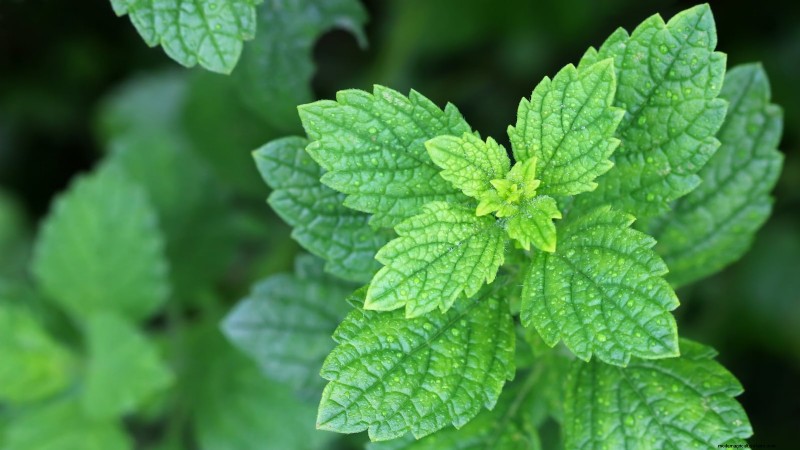 37 Best Perennial Herbs for a Thriving Garden