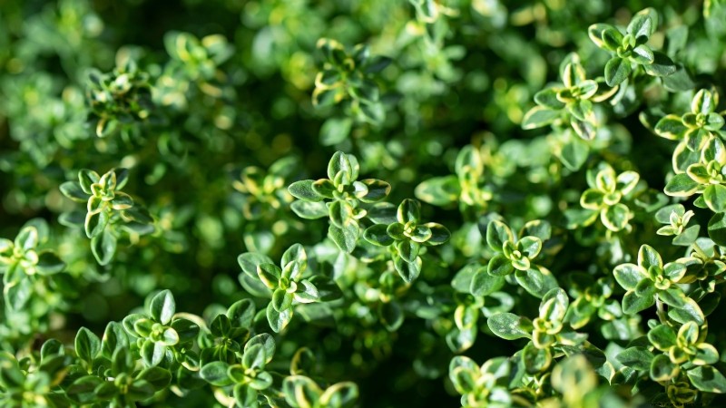 37 Best Perennial Herbs for a Thriving Garden