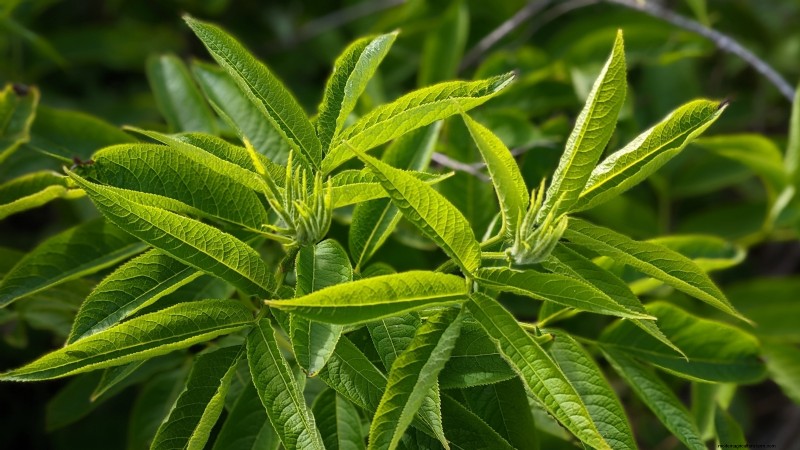 37 Best Perennial Herbs for a Thriving Garden