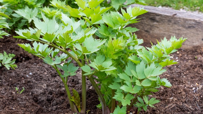 37 Best Perennial Herbs for a Thriving Garden
