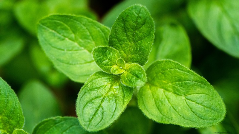 37 Best Perennial Herbs for a Thriving Garden