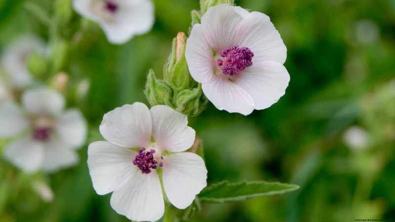 37 Best Perennial Herbs for a Thriving Garden