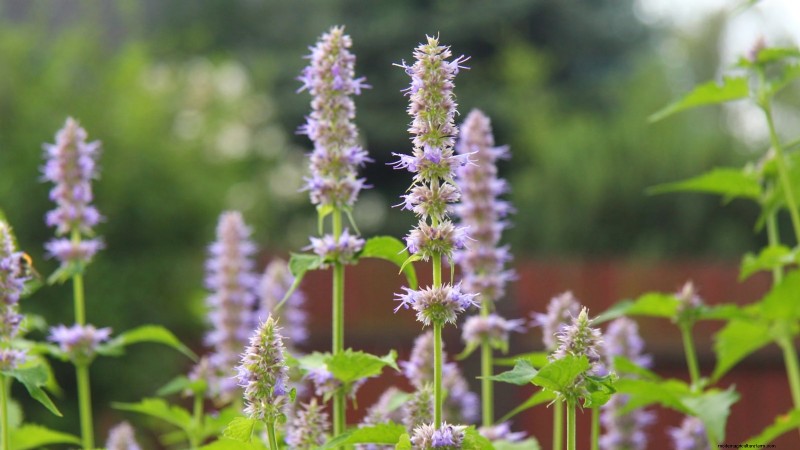 37 Best Perennial Herbs for a Thriving Garden