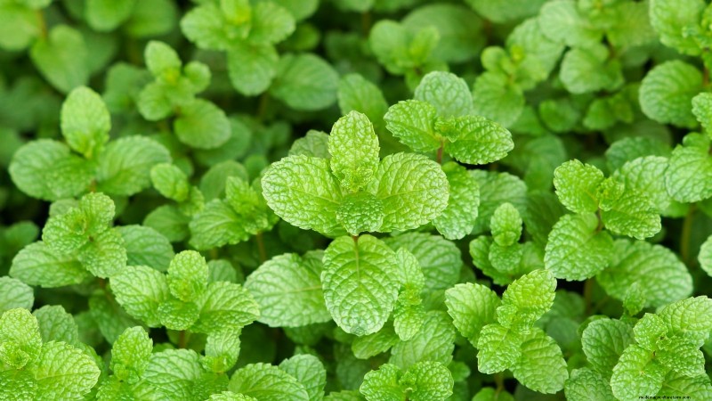 37 Best Perennial Herbs for a Thriving Garden
