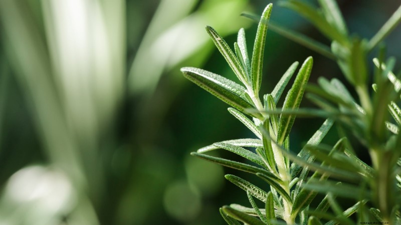 37 Best Perennial Herbs for a Thriving Garden