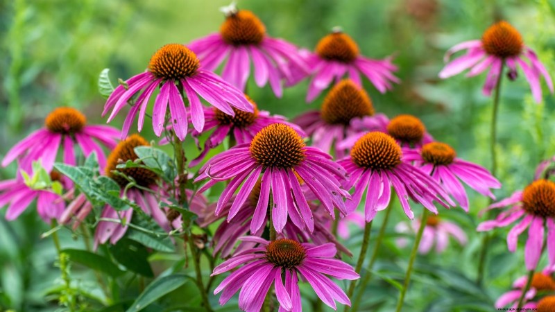 37 Best Perennial Herbs for a Thriving Garden